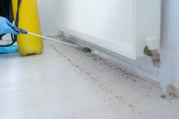Best Ant Control Services  in Wauseon, OH