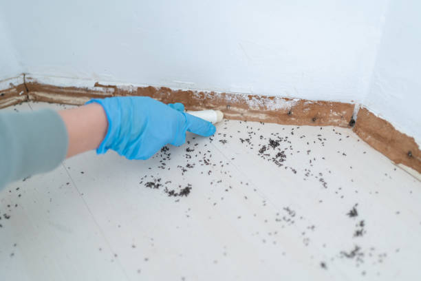 Reliable Wauseon, OH Pest Control Solutions